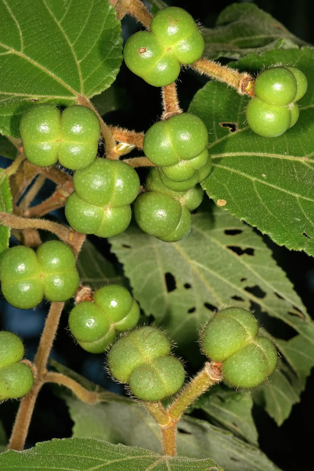 Grewia lasiocarpa