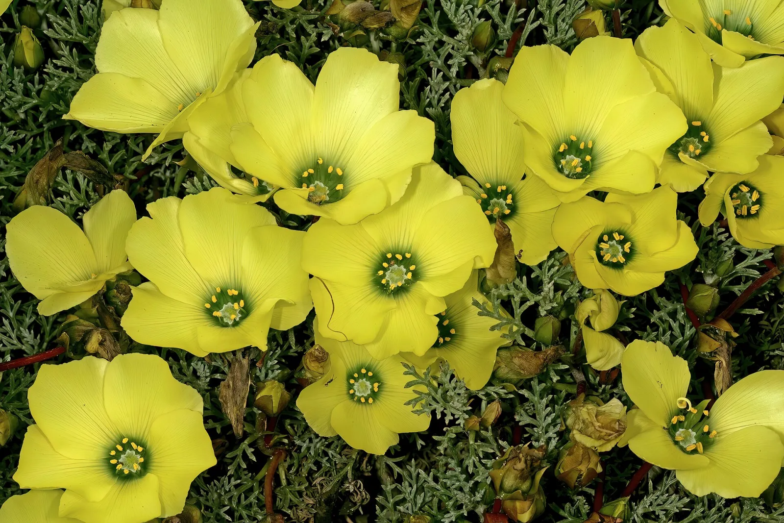 Grielum grandiflorum