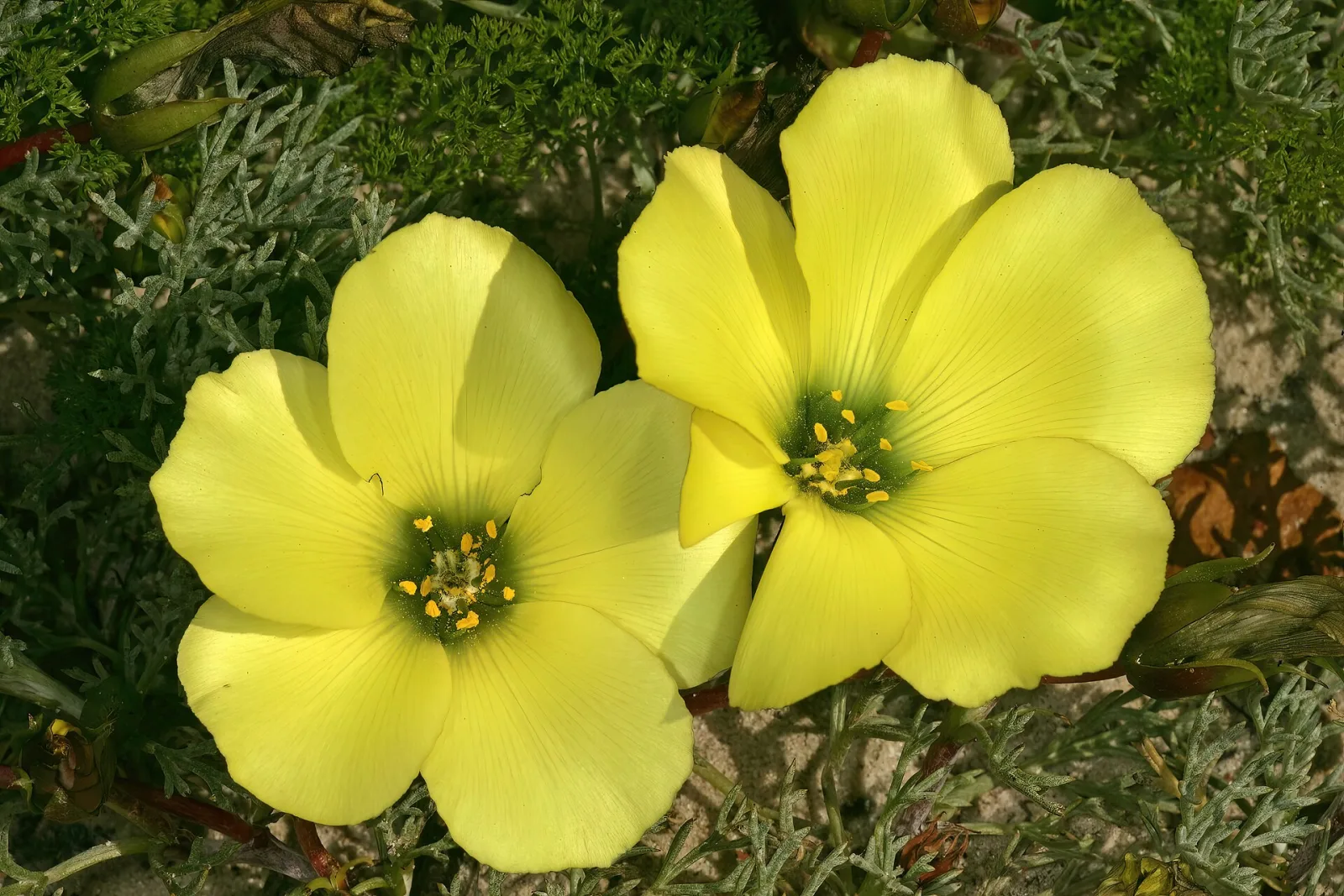 Grielum grandiflorum