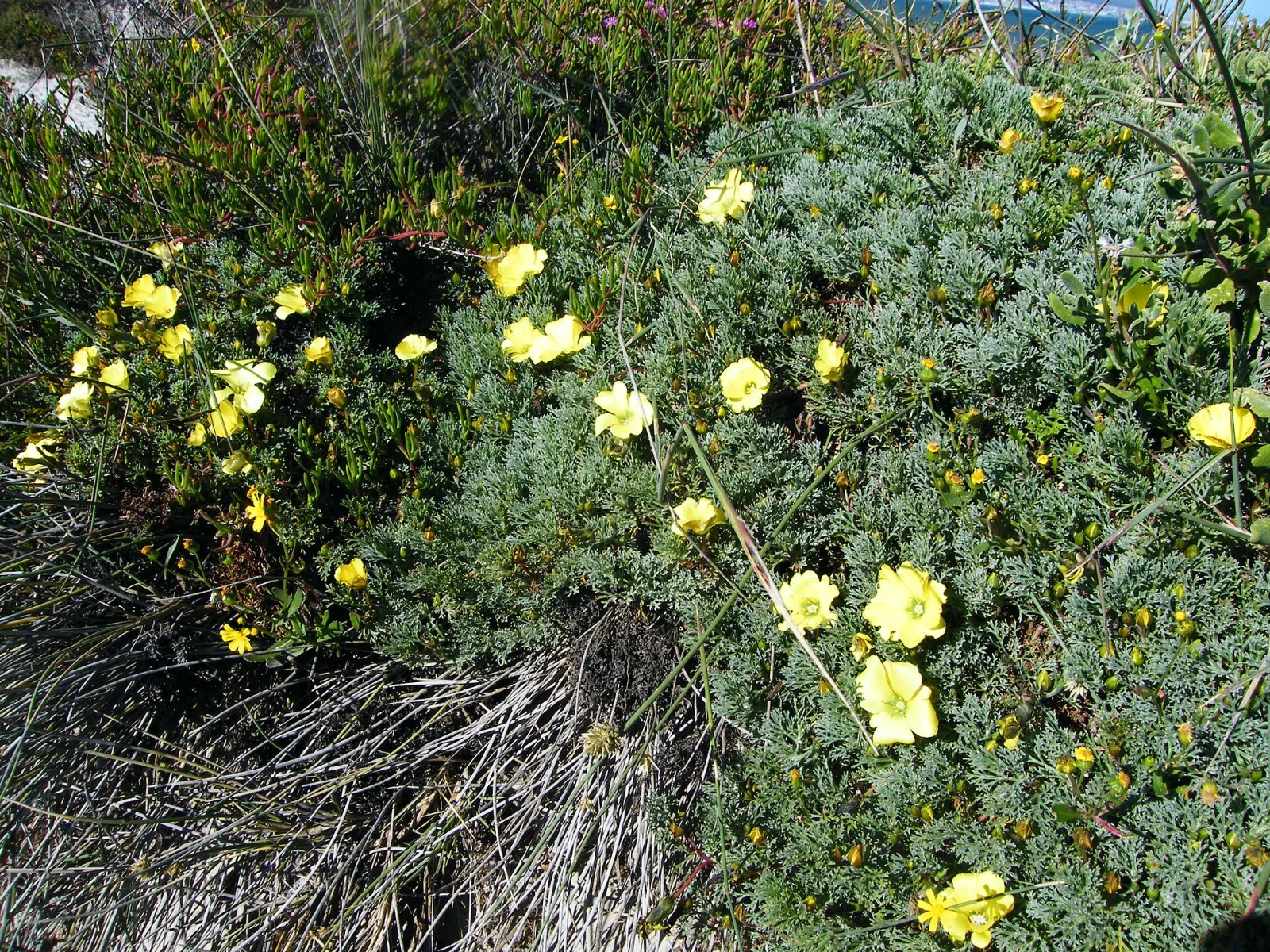 Grielum grandiflorum