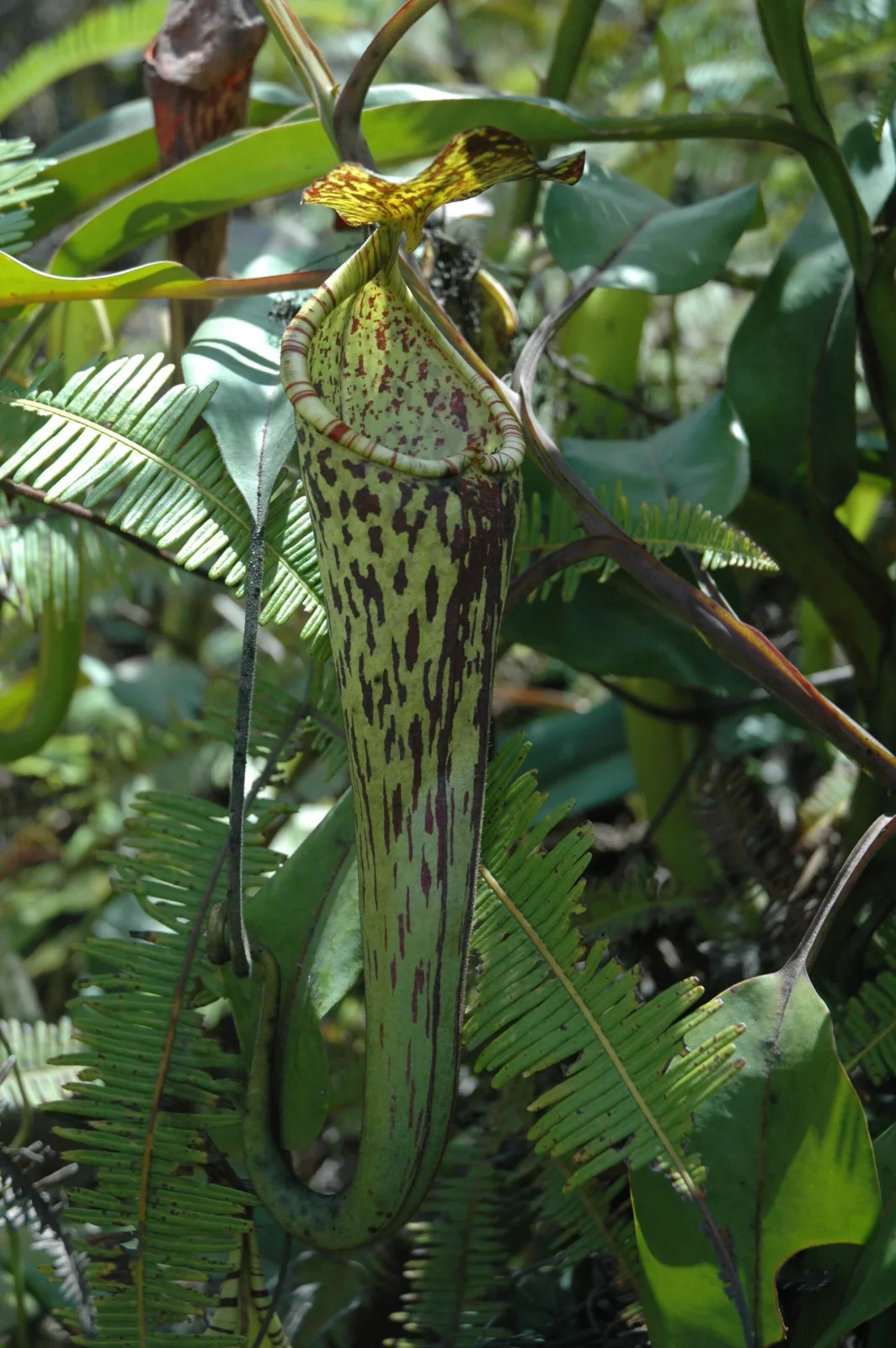 Nepenthes fallax