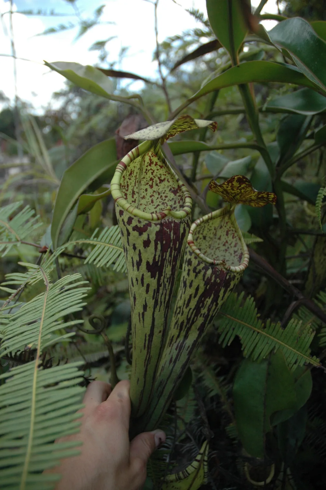 Nepenthes fallax