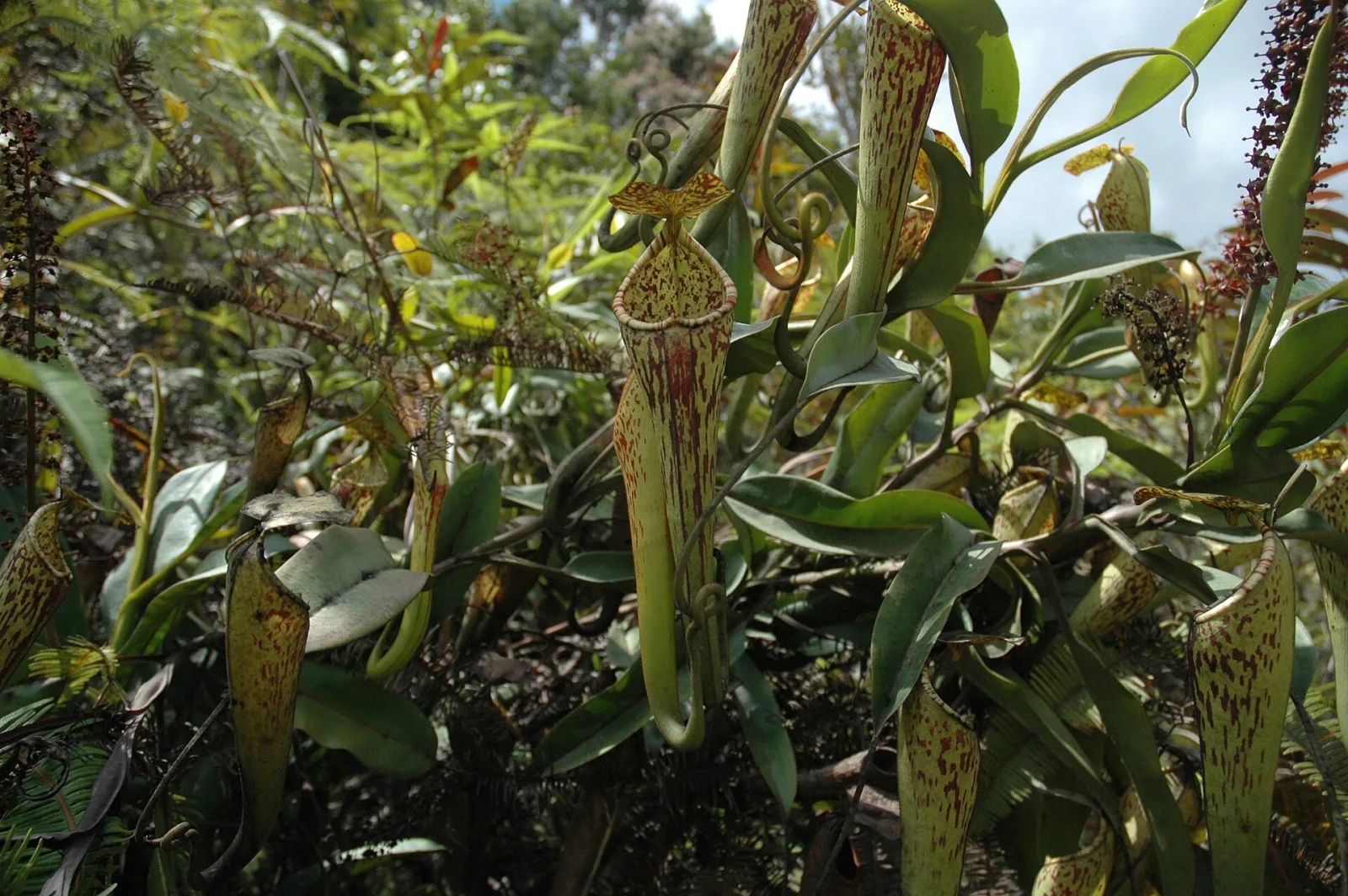 Nepenthes fallax
