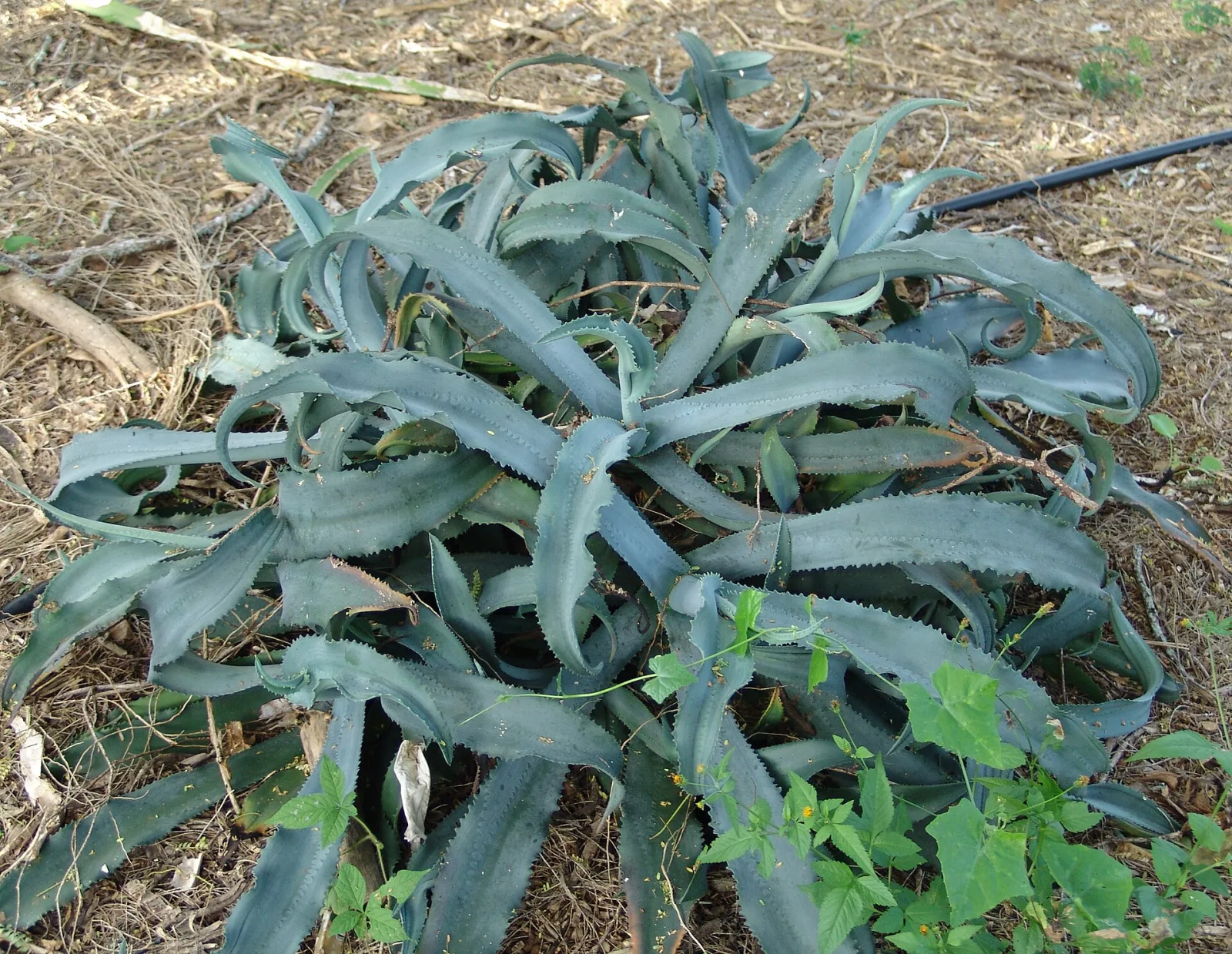 Agave gypsophila