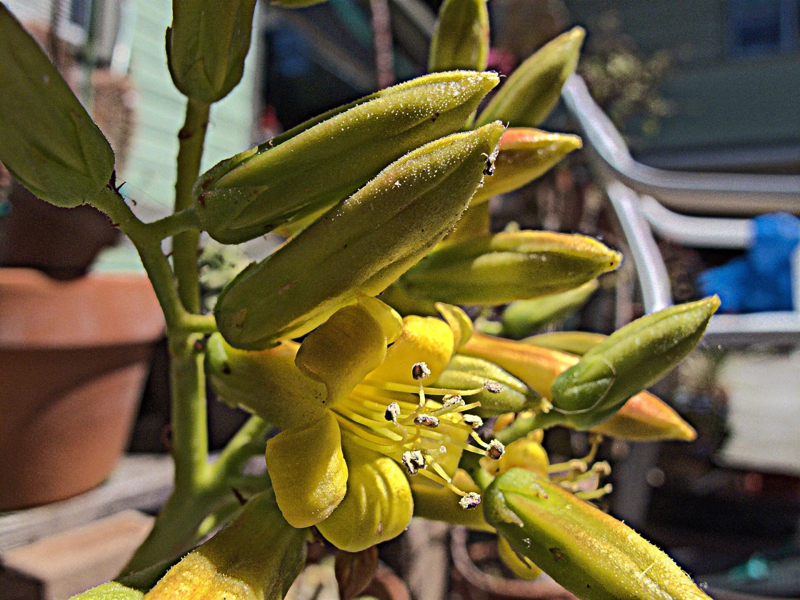 Tylecodon reticulatus