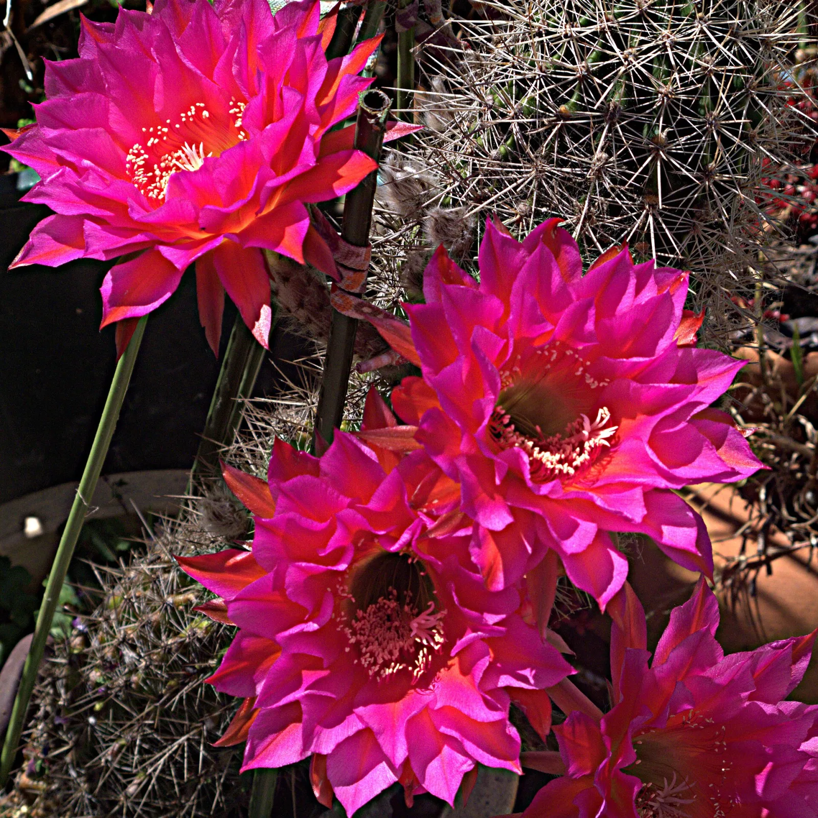 Echinopsis Schick hybrids