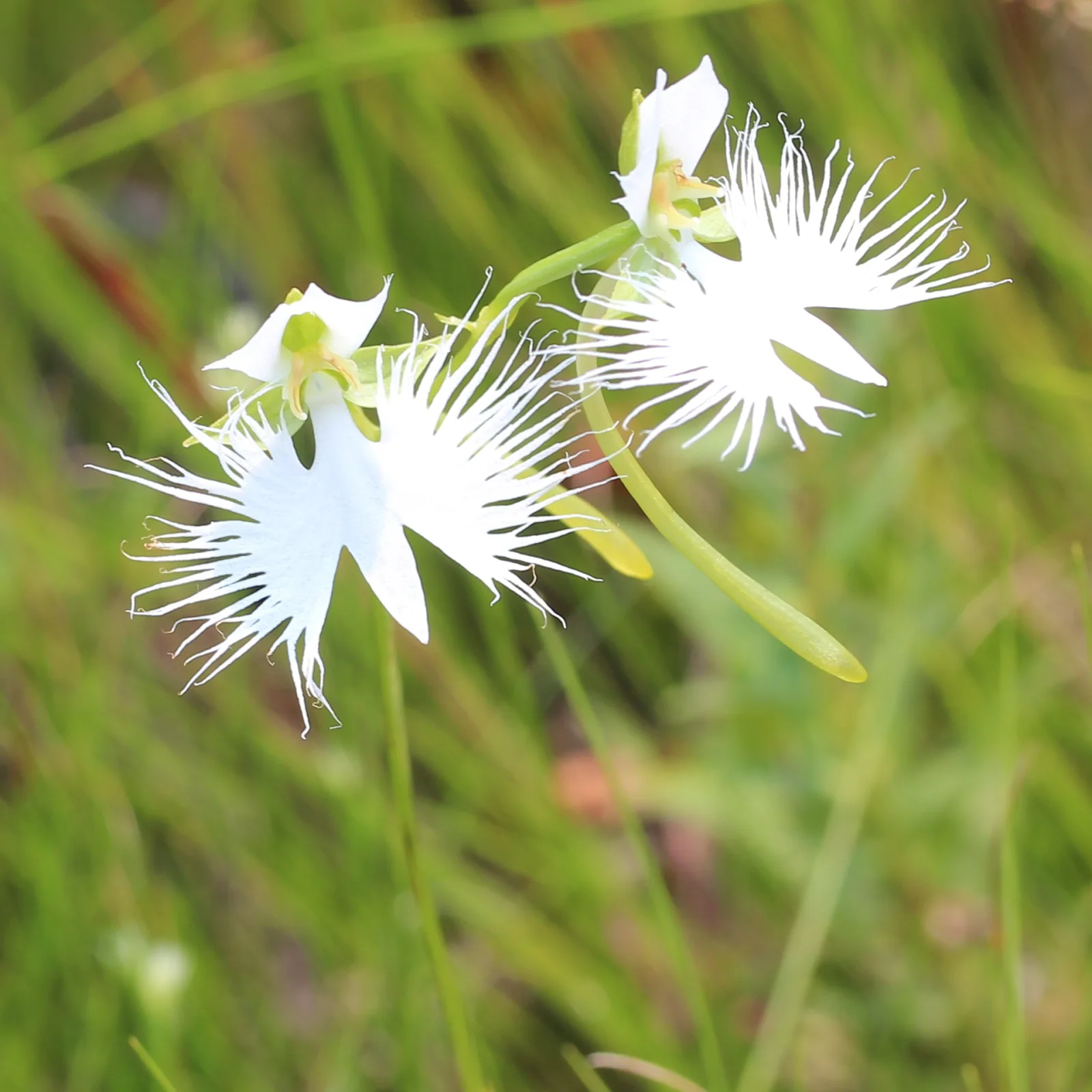 Habenaria radiata