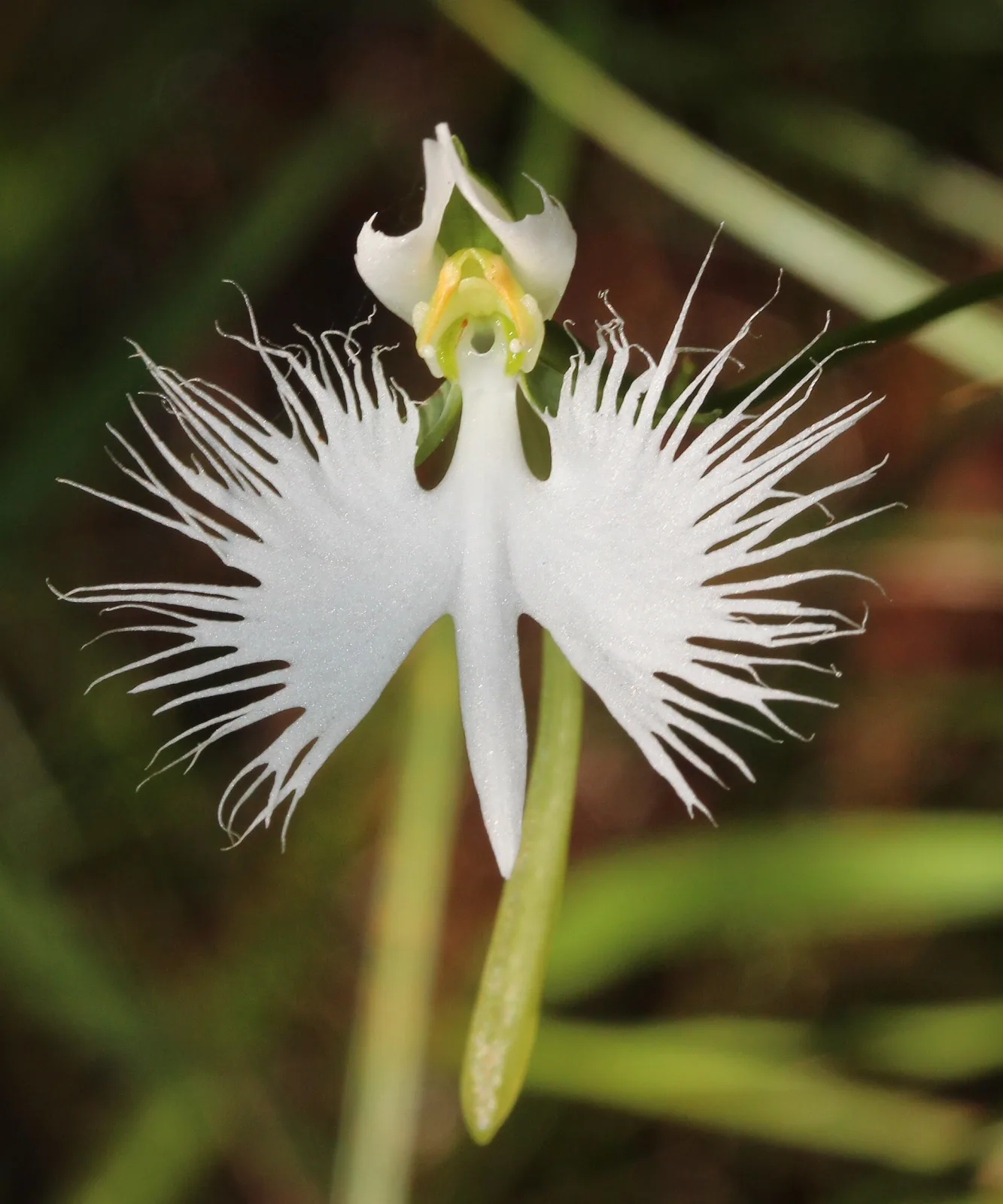 Habenaria radiata