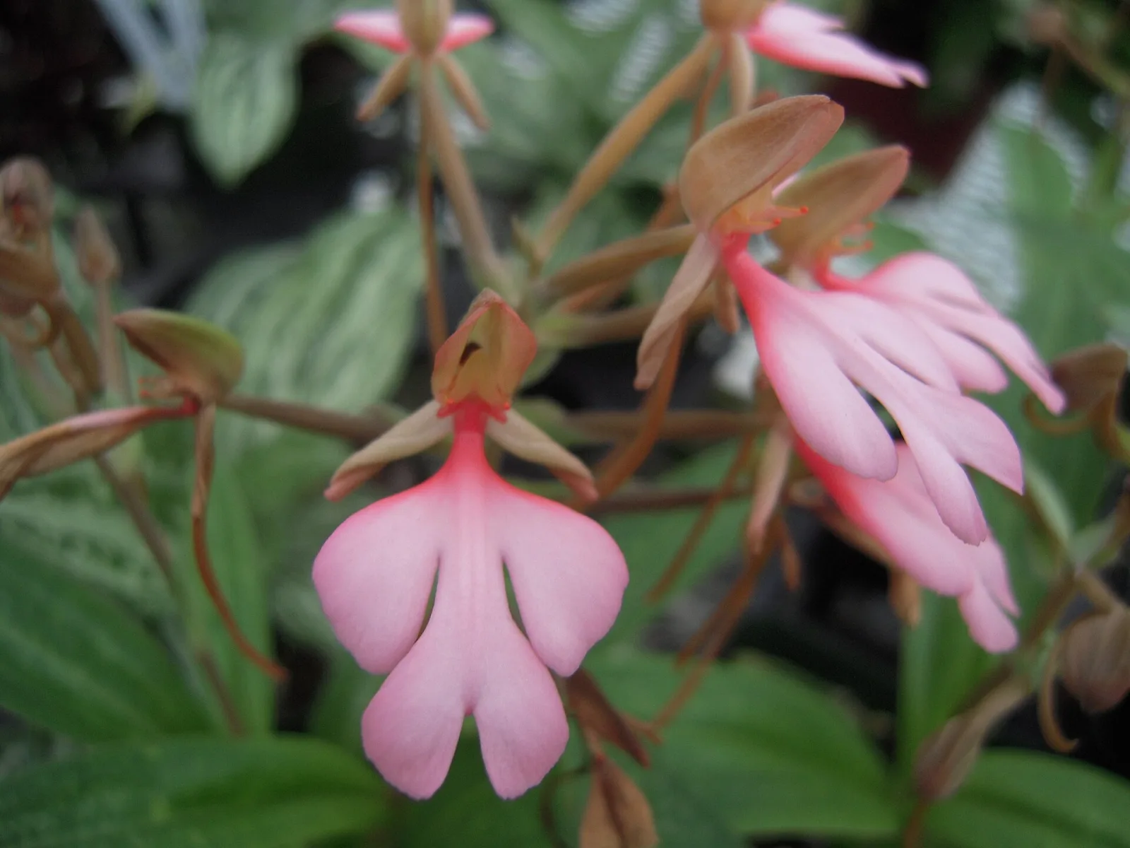Habenaria rhodocheila