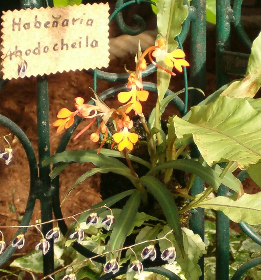 Habenaria rhodocheila