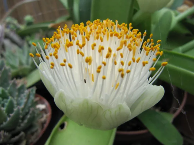 Haemanthus albiflos