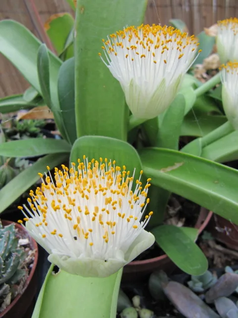Haemanthus albiflos