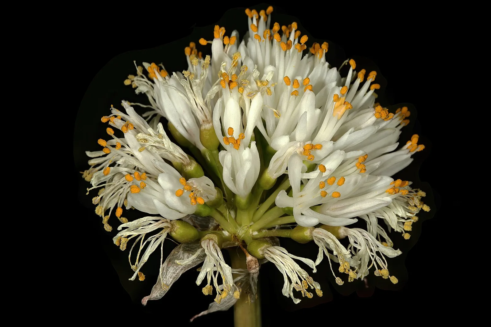 Haemanthus montanus
