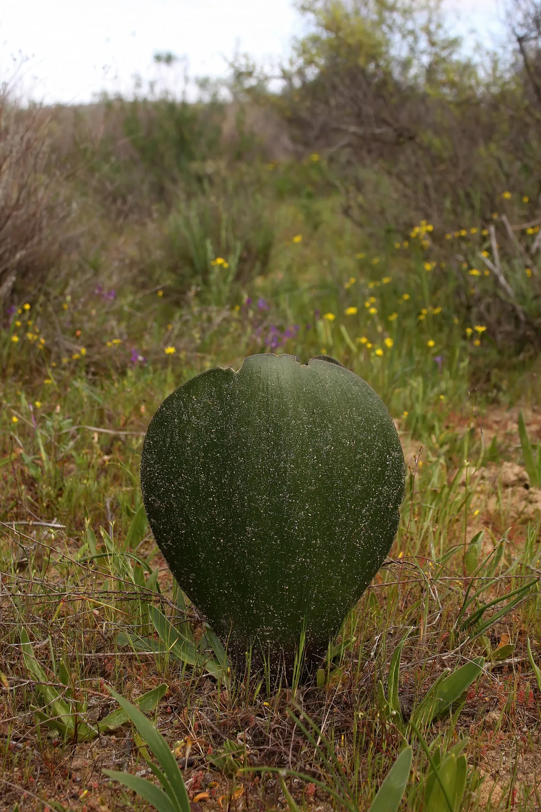Haemanthus nortieri