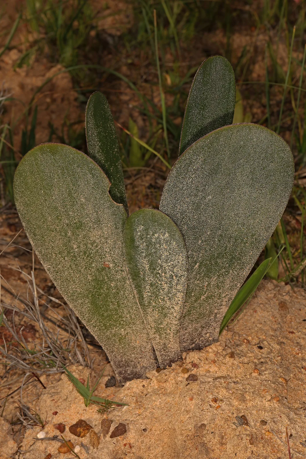 Haemanthus nortieri