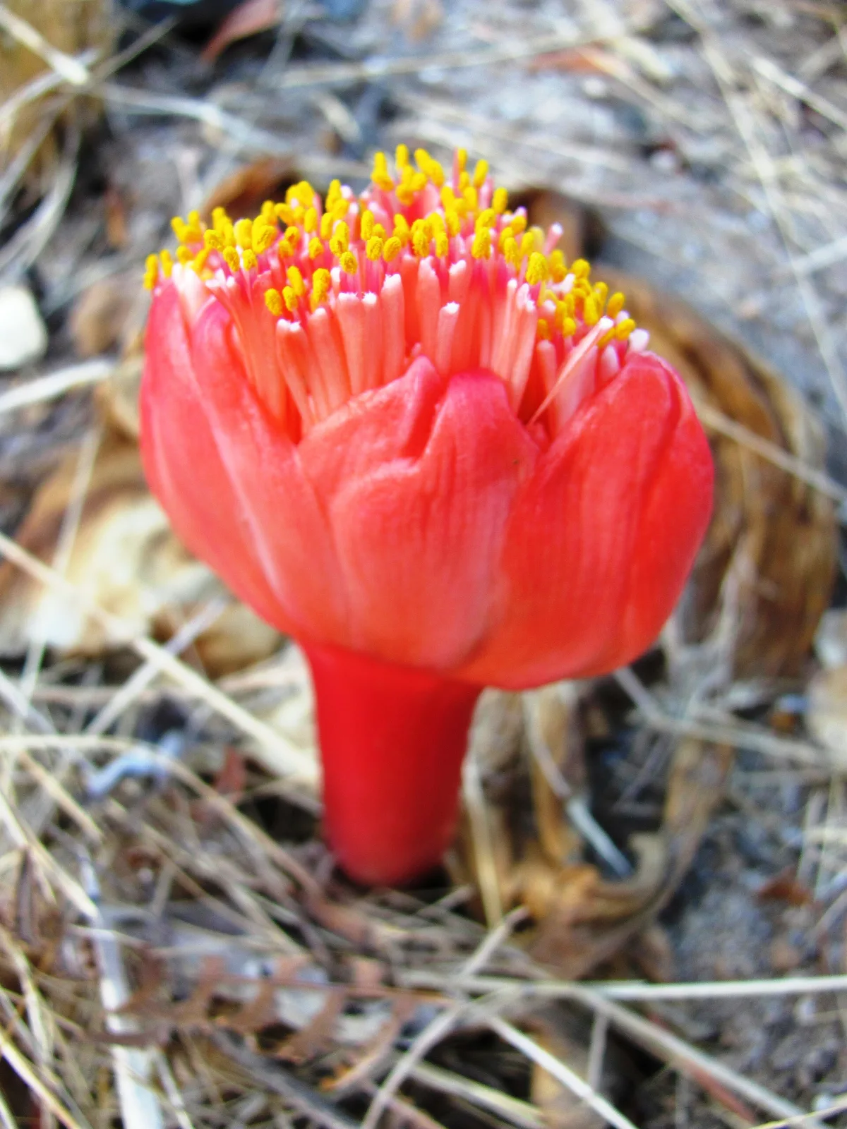 Haemanthus sanguineus