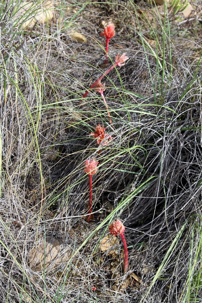 Haemanthus sanguineus