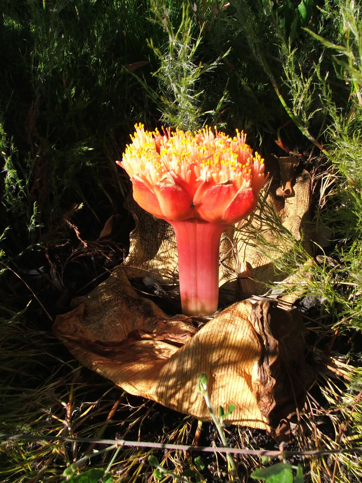 Haemanthus sanguineus