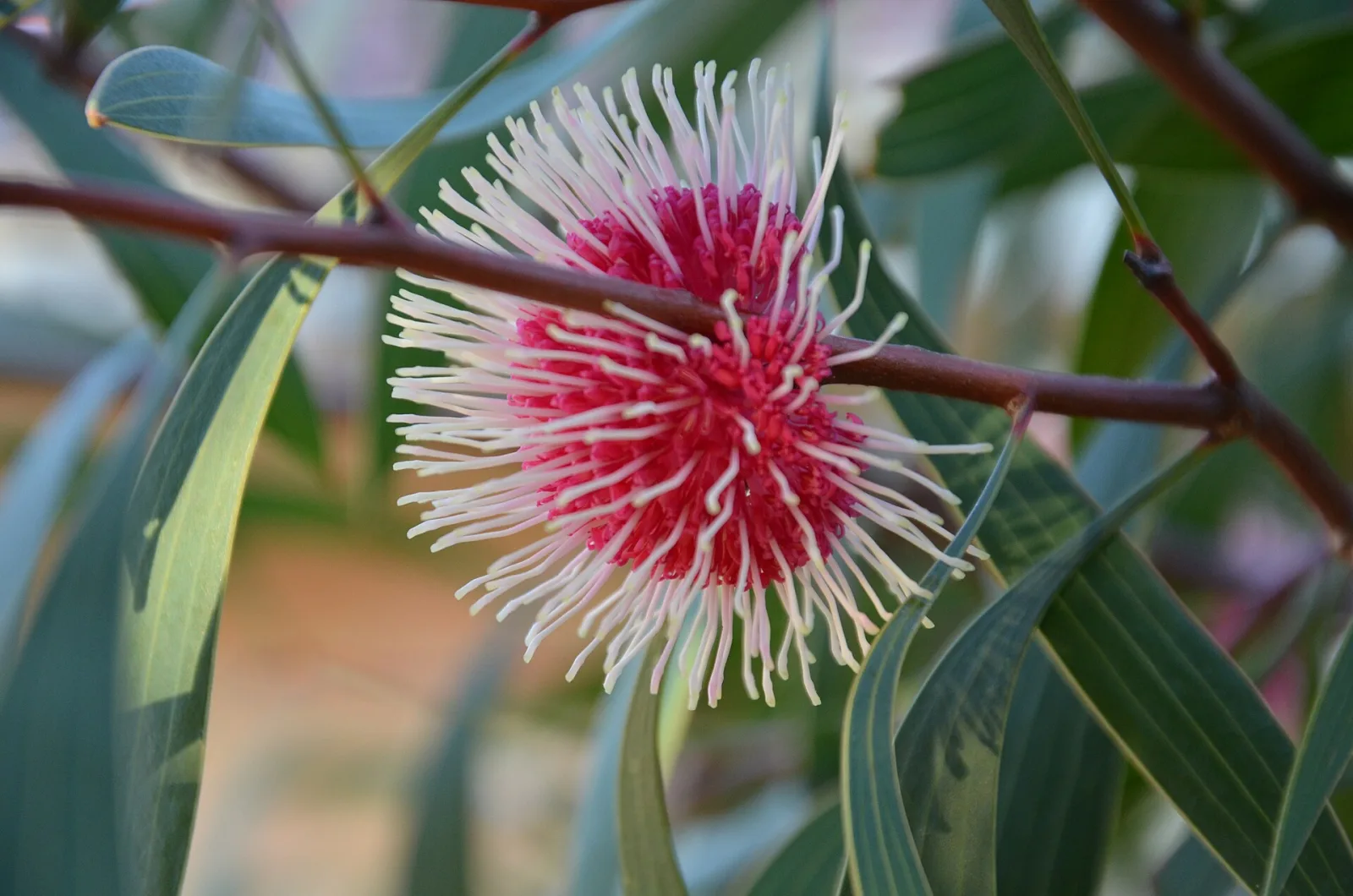Hakea laurina
