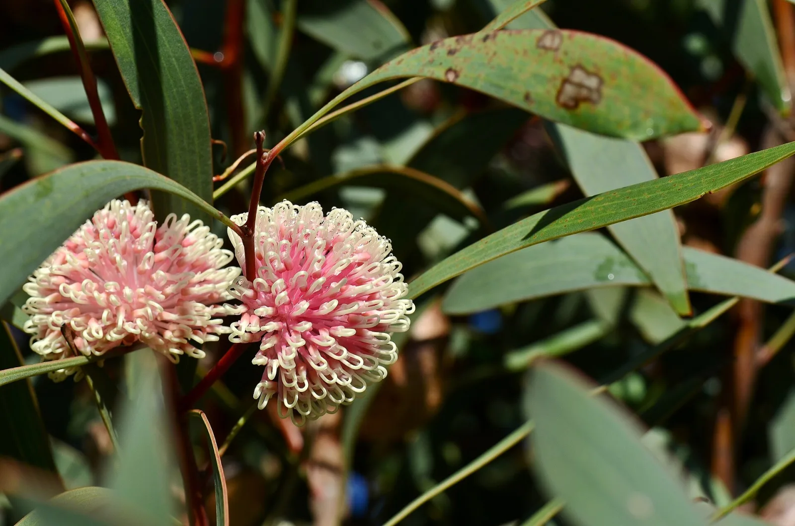 Hakea laurina