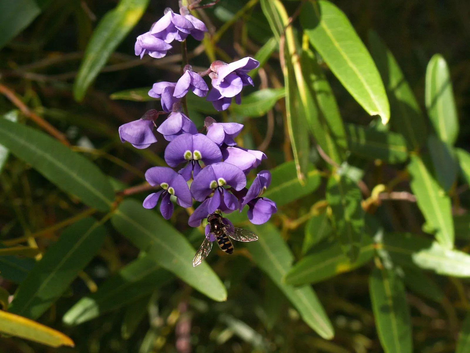 Hardenbergia comptoniana