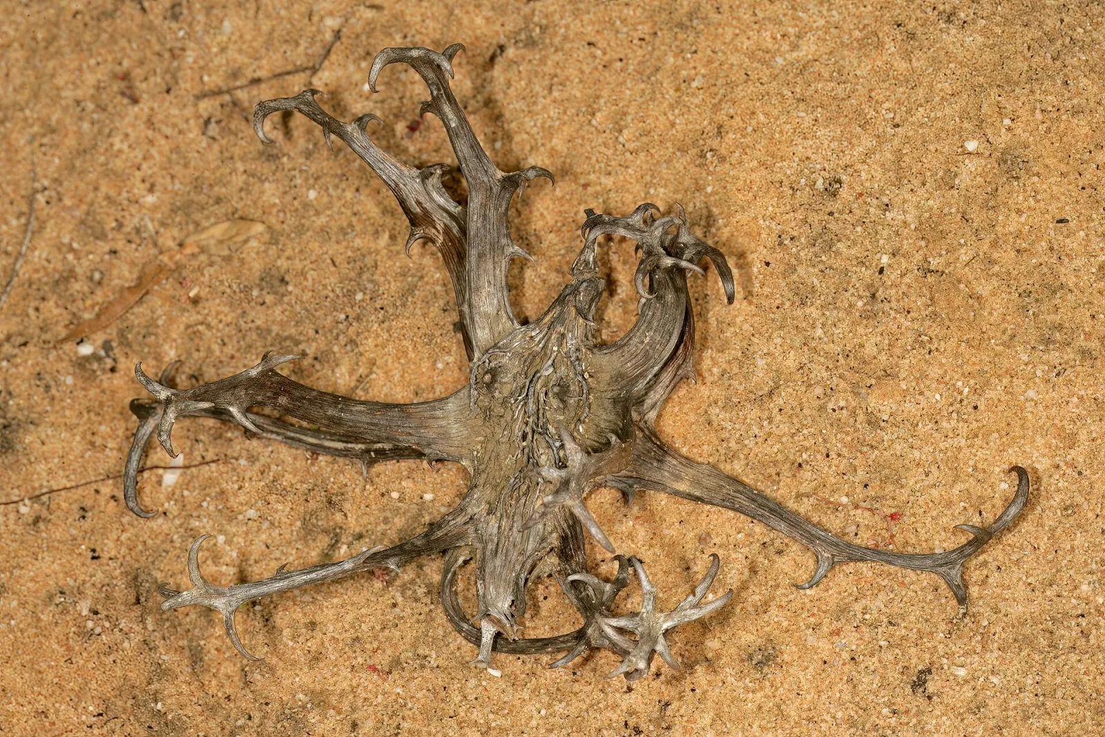 Harpagophytum procumbens