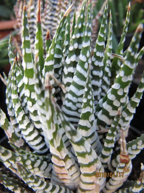 Haworthia attenuata