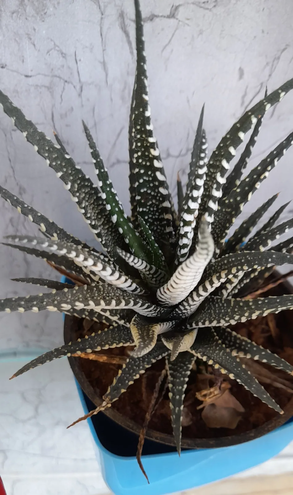 Haworthia attenuata