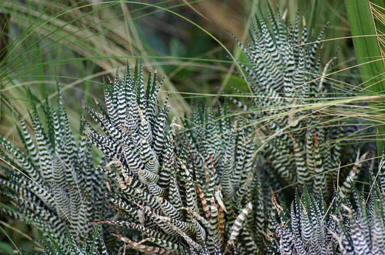 Haworthia attenuata