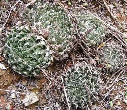 Haworthia decipiens