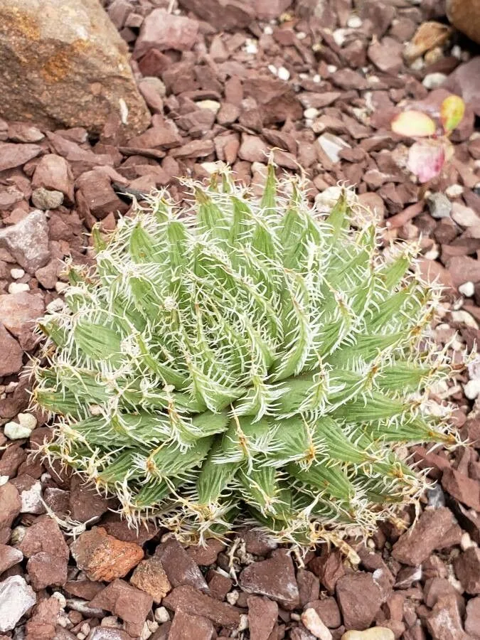 Haworthia decipiens