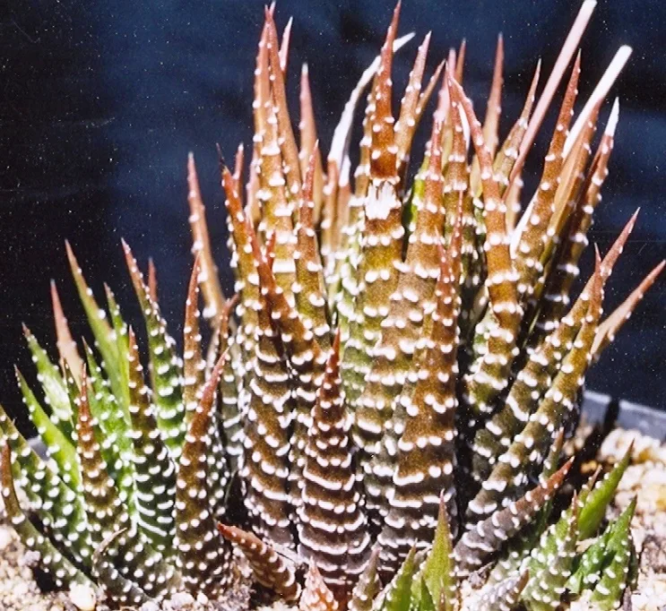 Haworthia fasciata