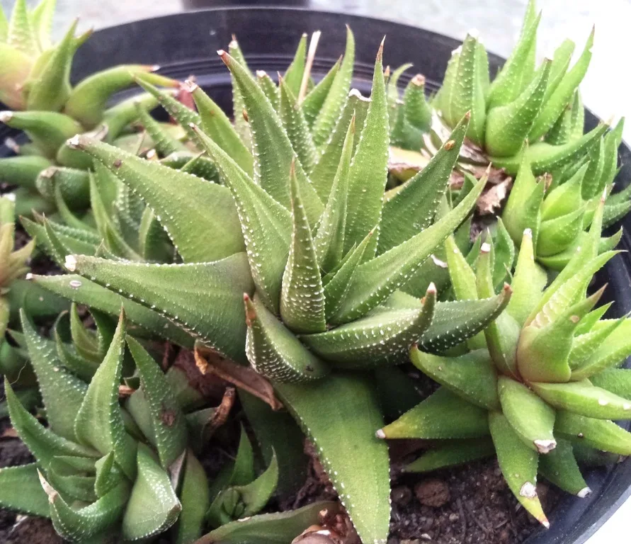 Haworthia glabrata