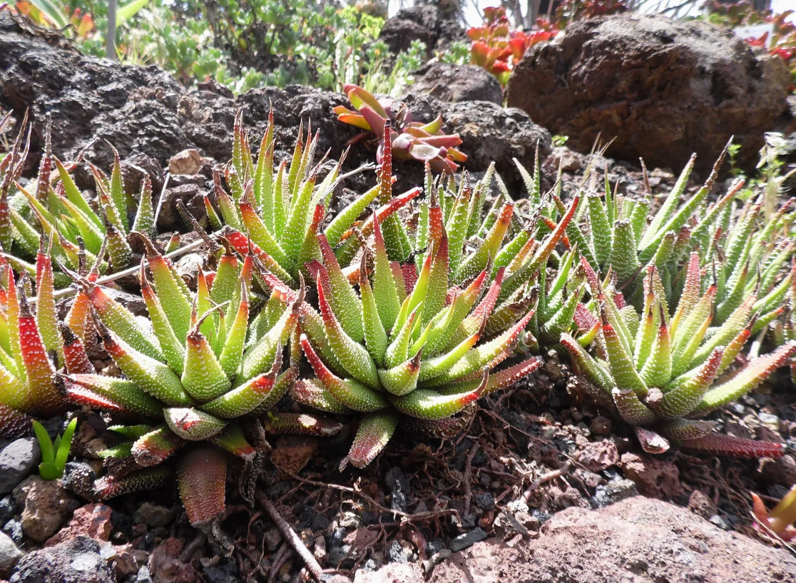 Haworthia glabrata