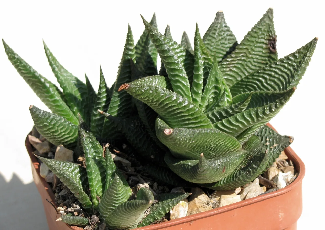 Haworthia limifolia