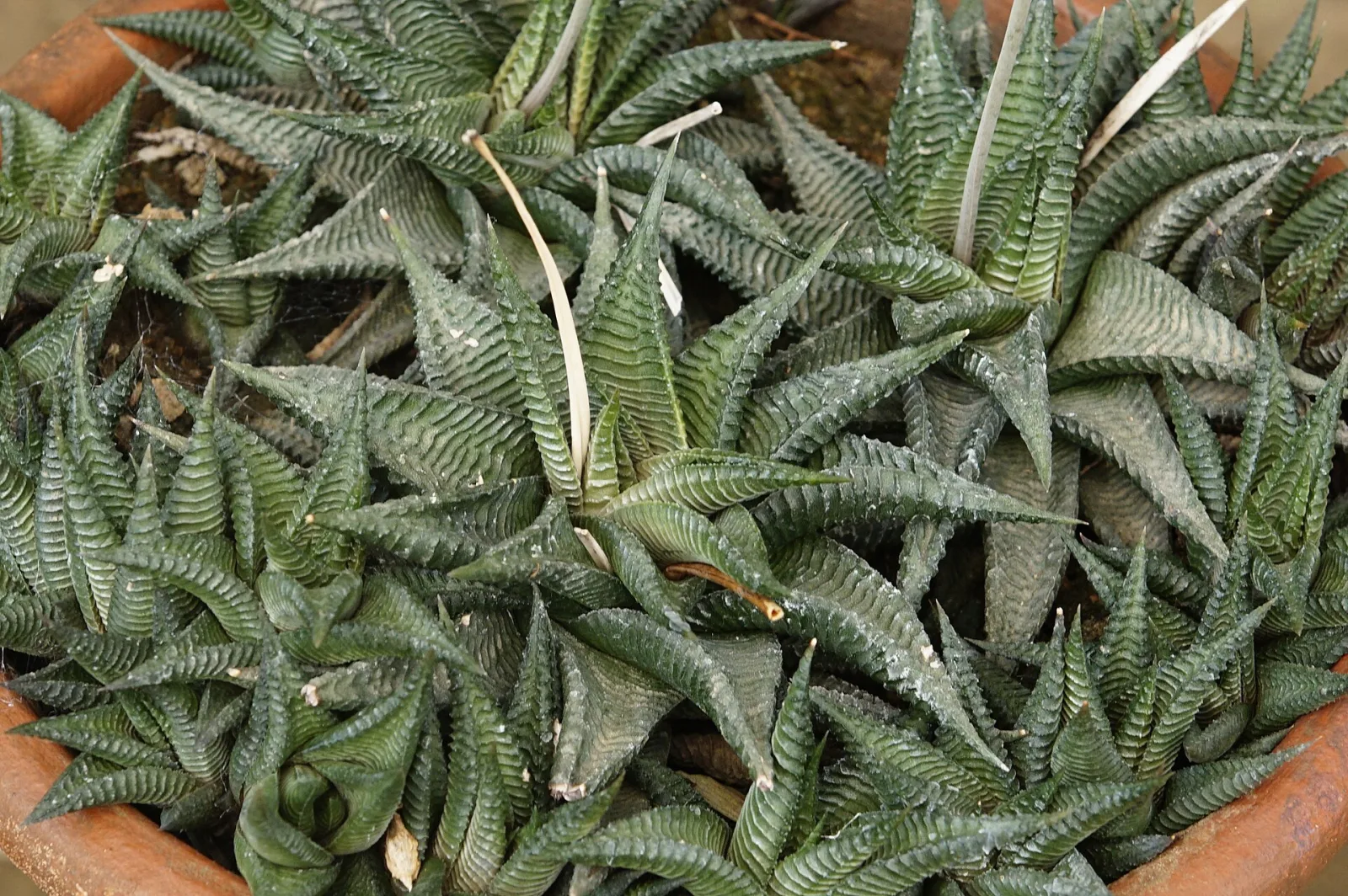 Haworthia limifolia