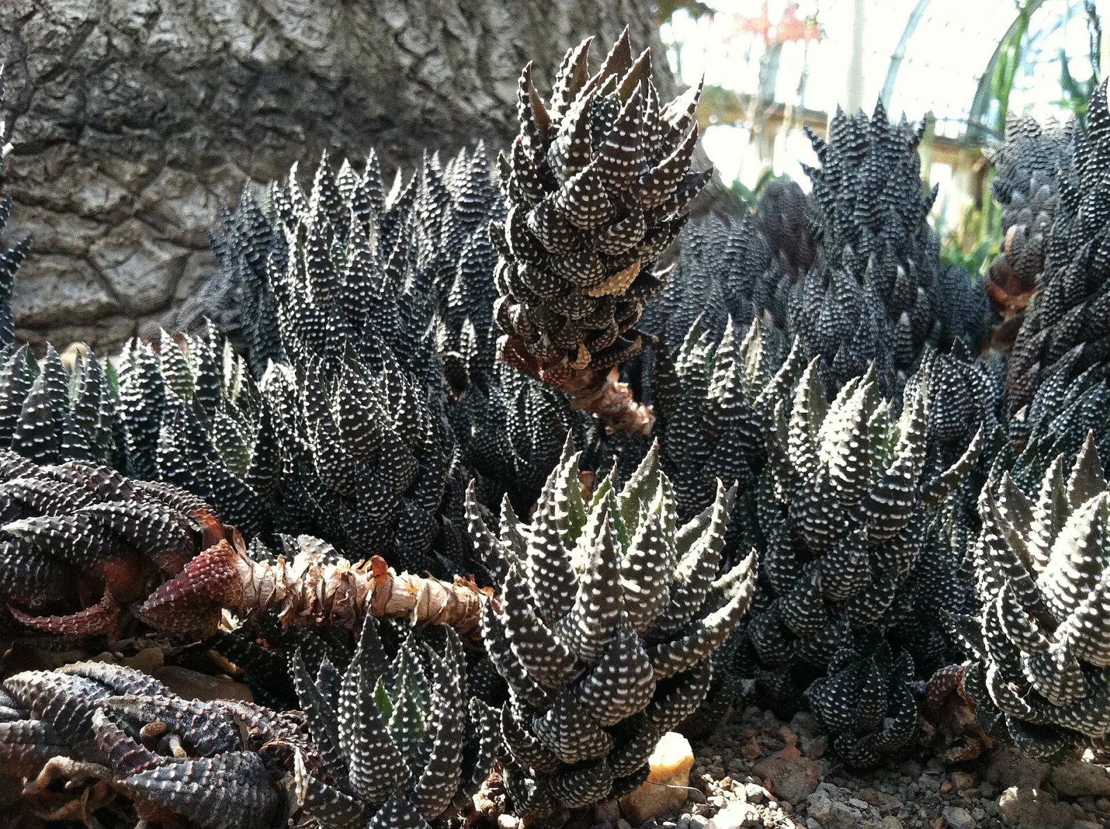Haworthia zebrina
