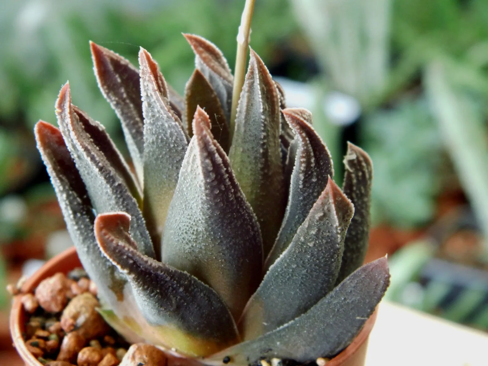 Haworthia scabra