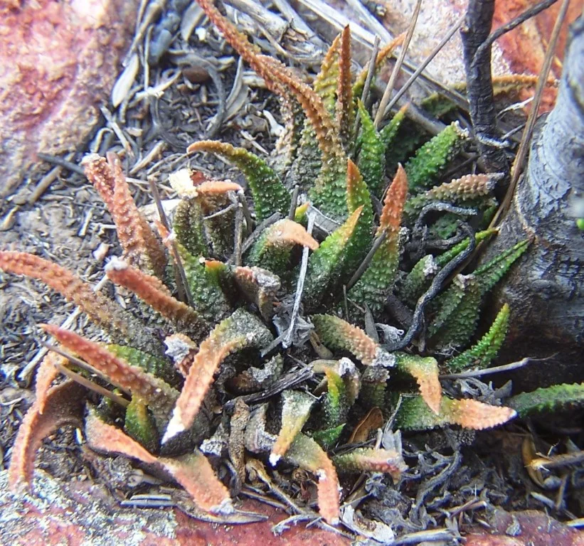 Haworthia scabra