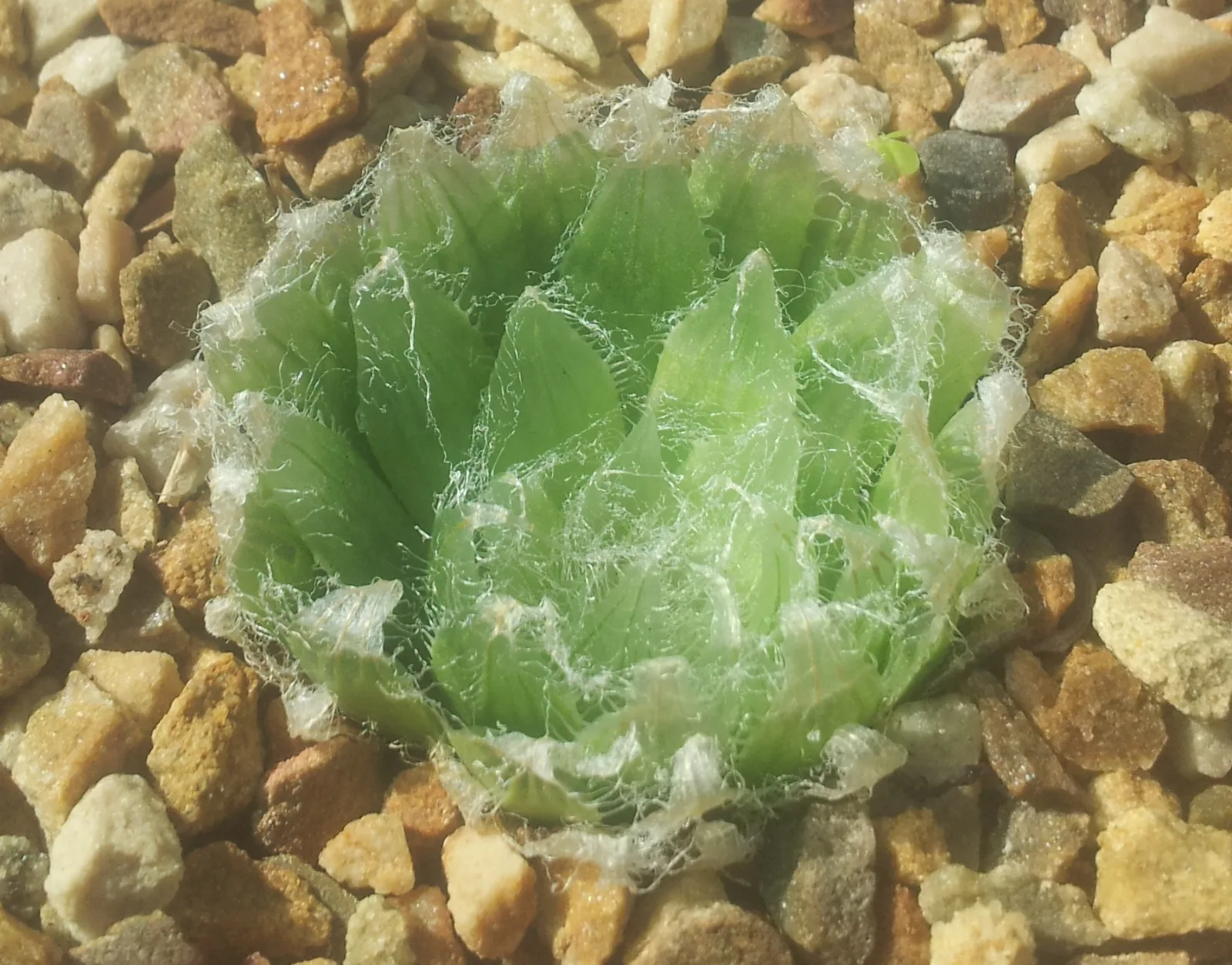 Haworthia semiviva