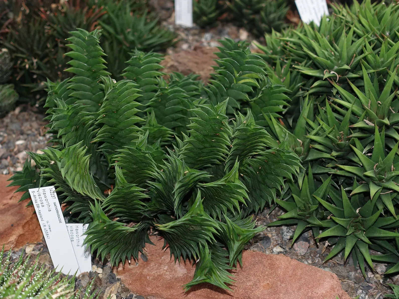 Haworthia viscosa