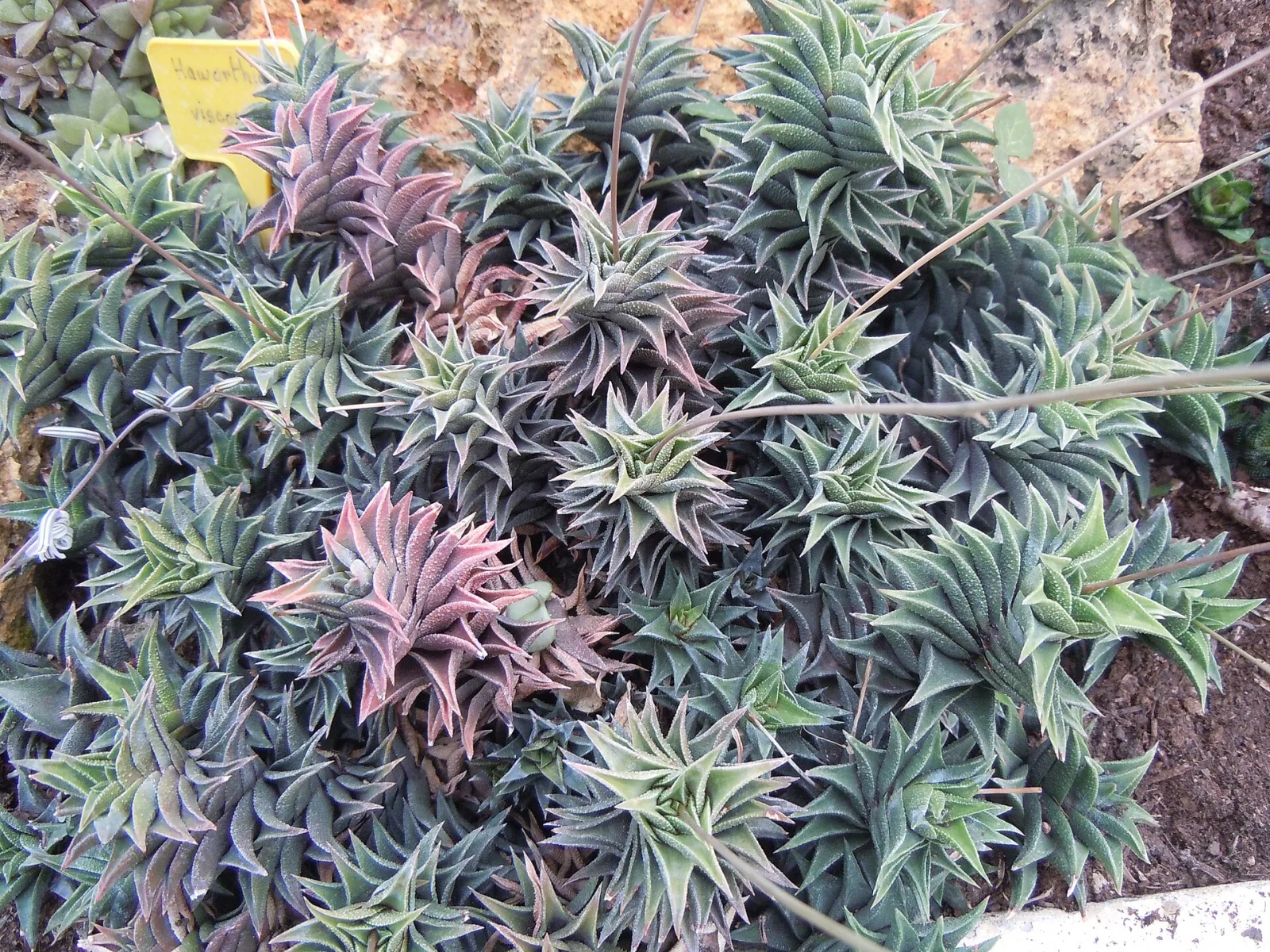 Haworthia tortuosa