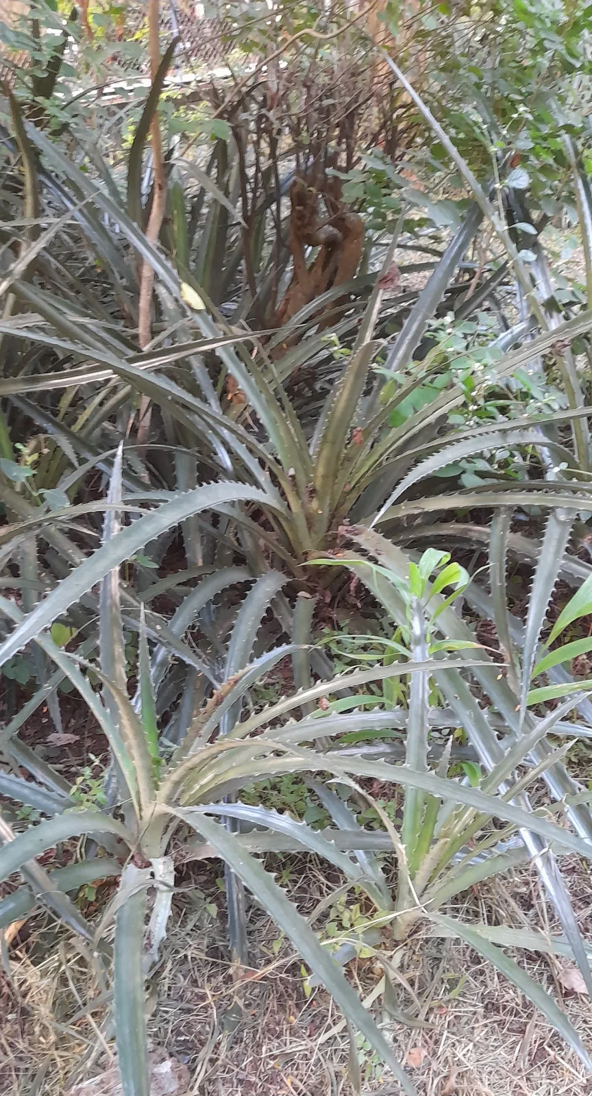 Hechtia scariosa