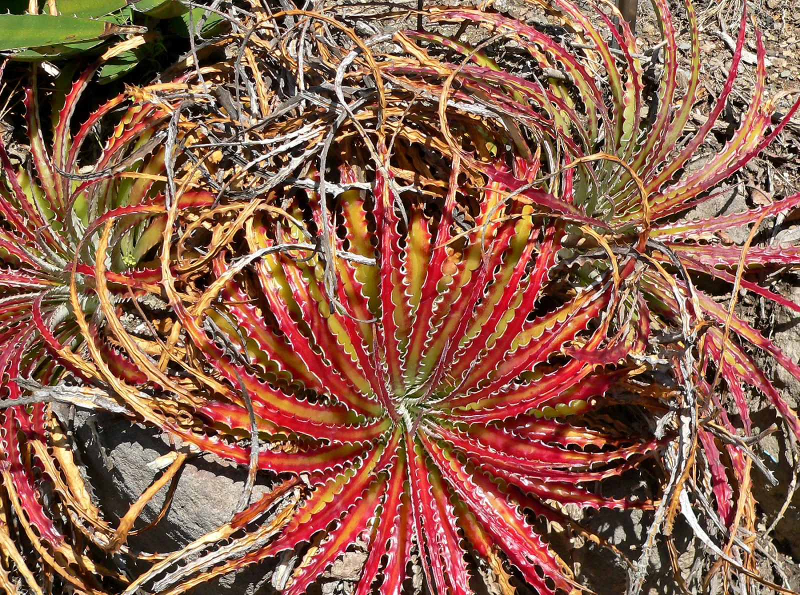 Hechtia scariosa