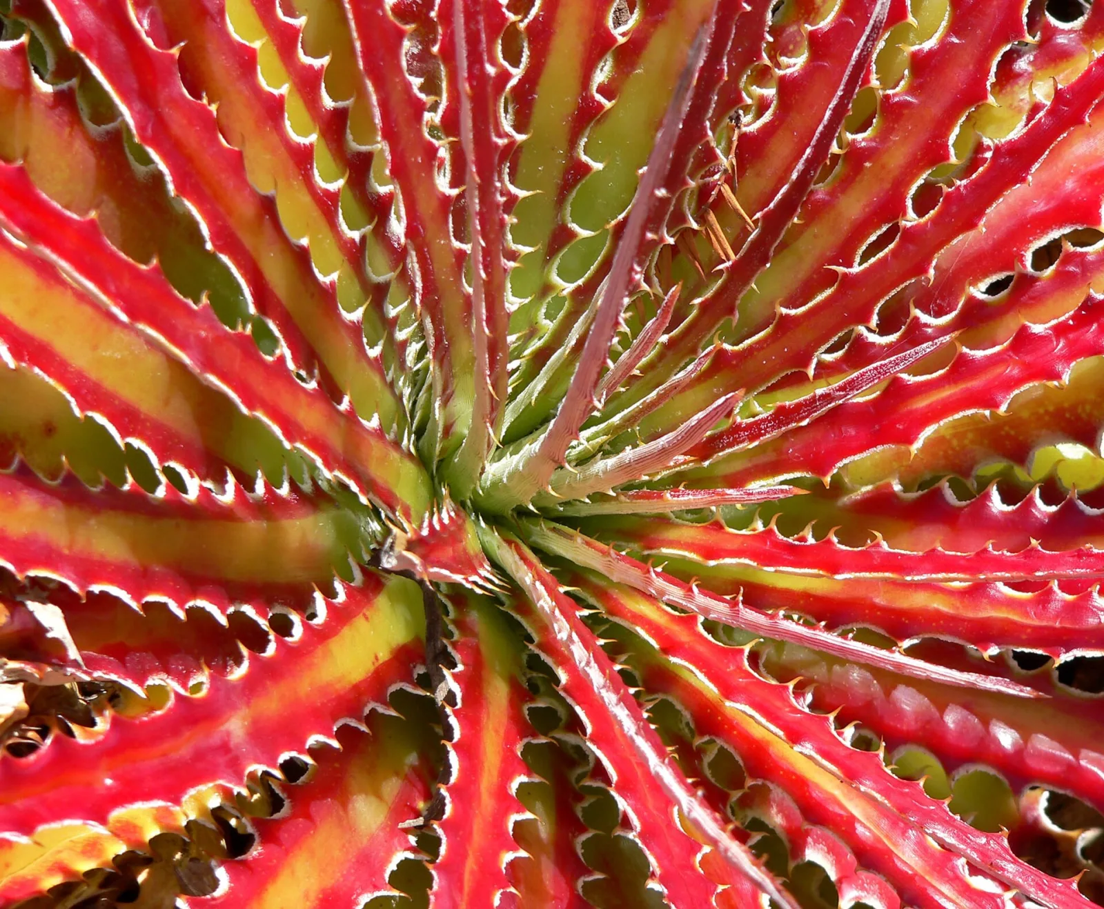 Hechtia scariosa