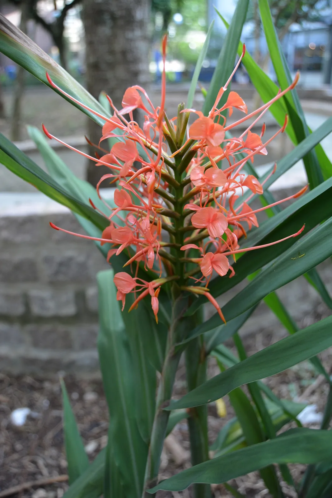 Hedychium coccineum