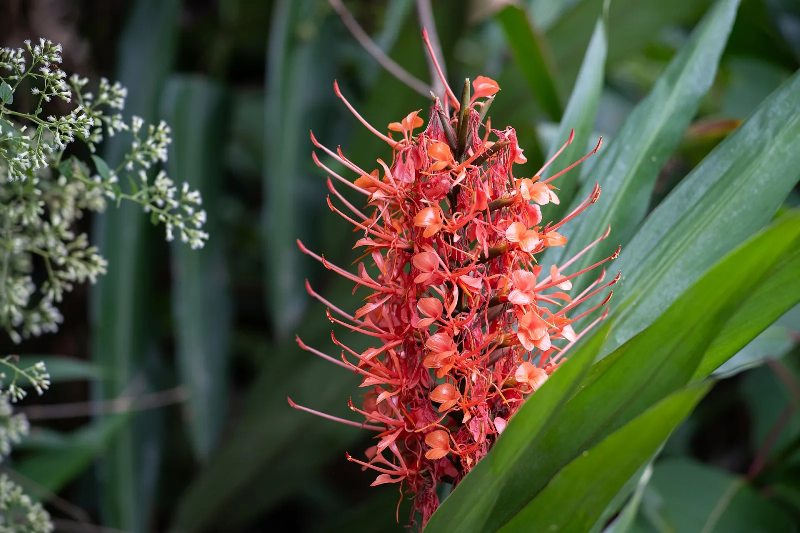 Hedychium coccineum