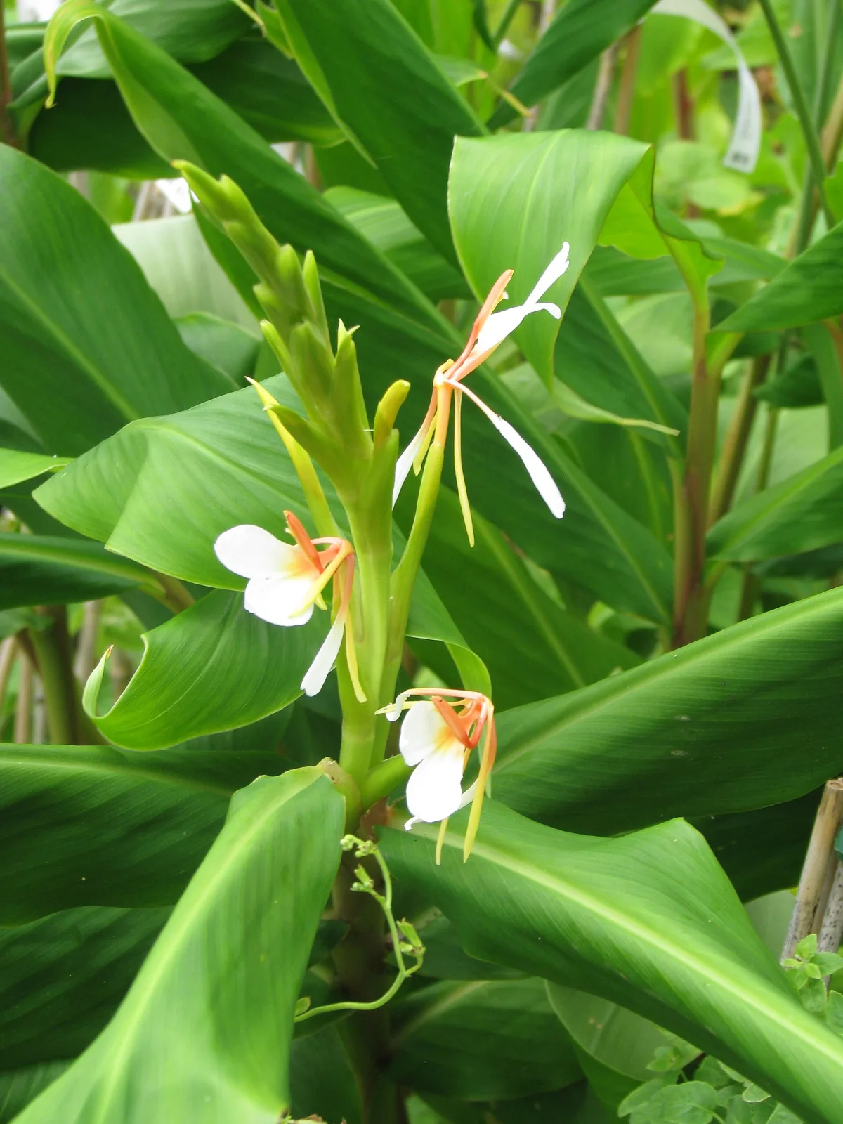 Hedychium spicatum