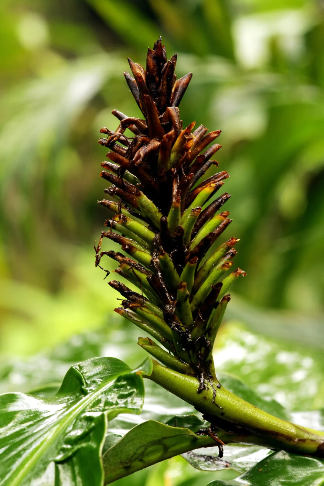 Hedychium thyrsiforme
