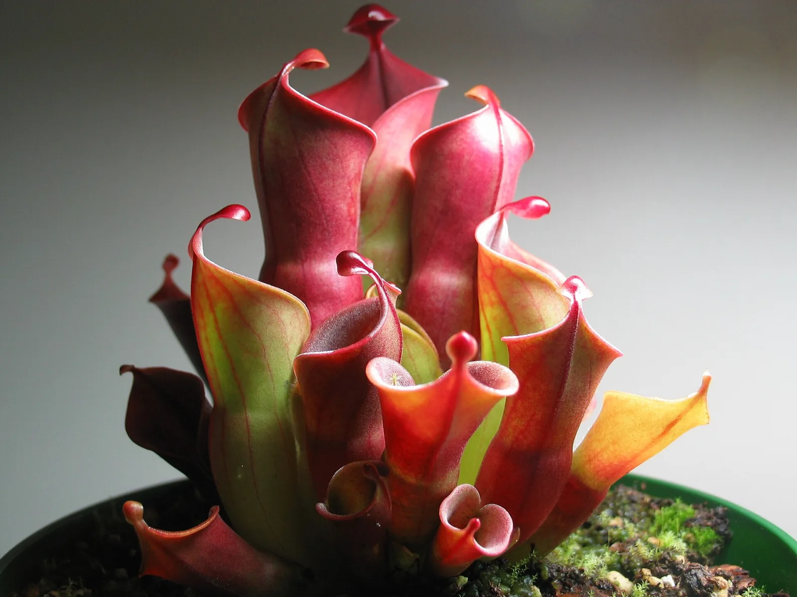 Heliamphora minor